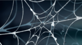 spider web